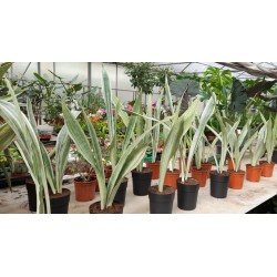 Сансевиера (Sansevieria Siam Silver )
