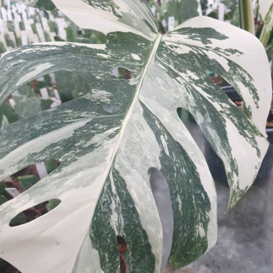 Монстера вариегата -  Monstera Deliciosa Albo Variegata