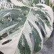 Монстера вариегата -  Monstera Deliciosa Albo Variegata