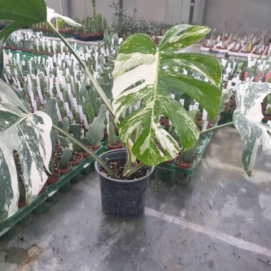 Монстера вариегата -  Monstera Deliciosa Albo Variegata