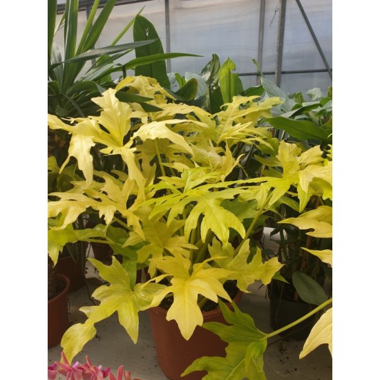 Рhilodendron Selloum Gold