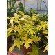 Рhilodendron Selloum Gold