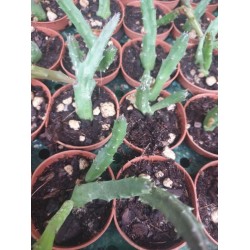 Стапелия Stapelia Schinzii m