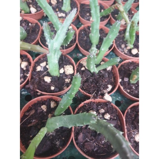 Стапелия Stapelia Schinzii m
