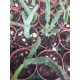 Стапелия Stapelia Schinzii m