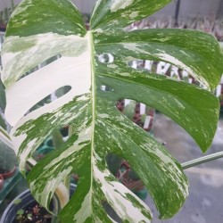 Монстера вариегата -  Monstera Deliciosa Albo Variegata