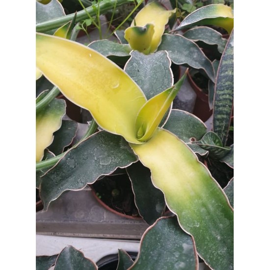 Сансевиера Sansevieria Variegata