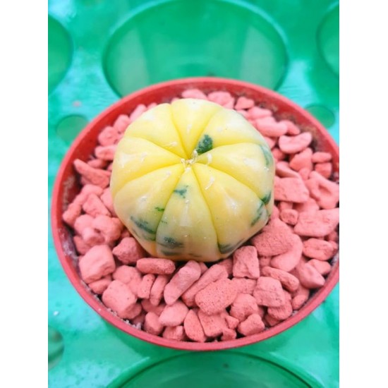 Astrophytum Asterias Variegata