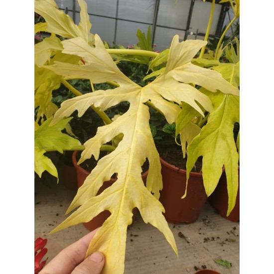 Рhilodendron Selloum Gold