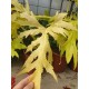 Рhilodendron Selloum Gold
