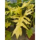 Рhilodendron Selloum Gold