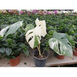 Монстера вариегата -  Monstera Deliciosa Albo Variegata