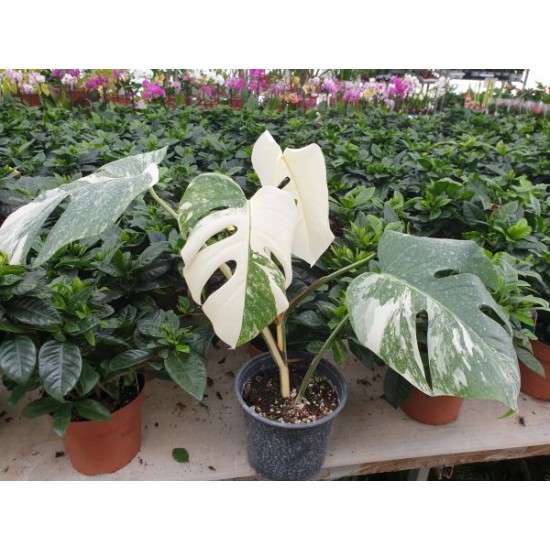 Monstera Deliciosa Albo Variegata