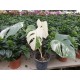 Monstera Deliciosa Albo Variegata