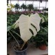 Monstera Deliciosa Albo Variegata