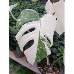 Монстера вариегата -  Monstera Deliciosa Albo Variegata