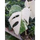 Monstera Deliciosa Albo Variegata