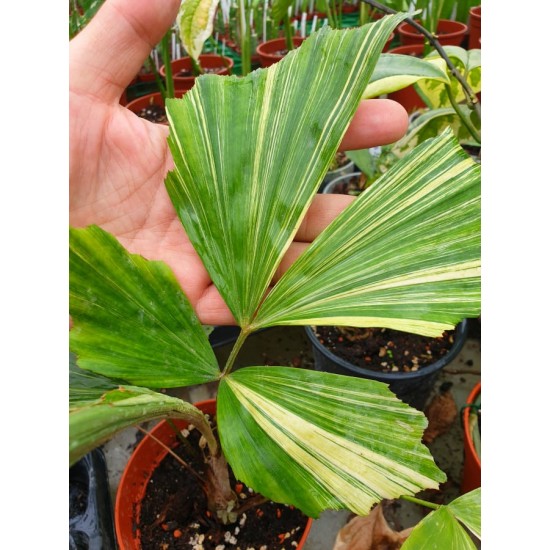 Палма PALM "CARYOTA MITIS VARIEGATED"