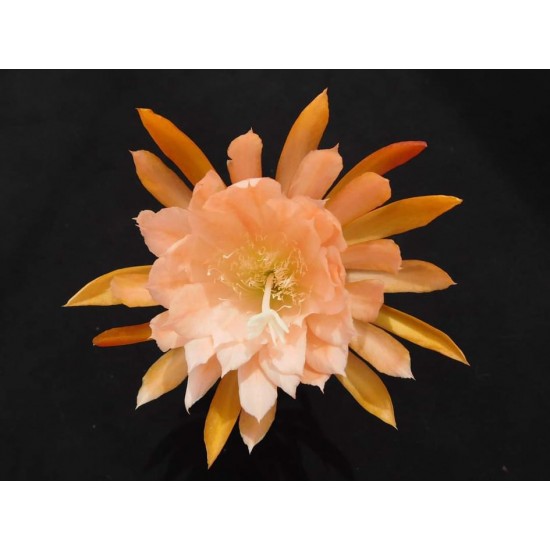 Epiphyllum E2