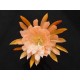 Epiphyllum E2