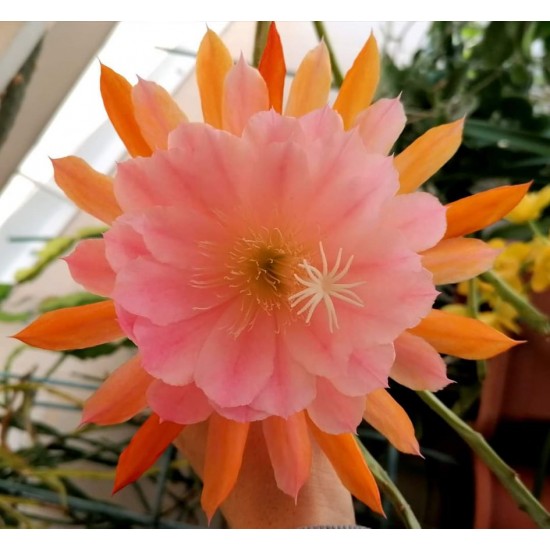 Epiphyllum E2