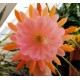 Epiphyllum E2