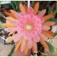 Epiphyllum E2