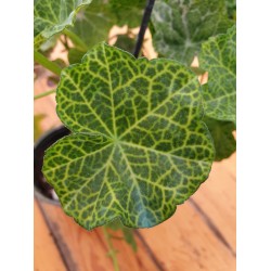 Пеларгониум Pelargonium Peltatum x Hybride "Rollers Pioneer" резник