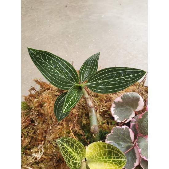LUDISIA DISCOLOR, Скъпоценна орхидея