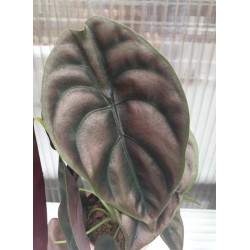 Алоказия Alocasia cuprea "Red Secret"