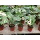 Монстера вариегата -  Variegated Monstera- Deliciosa Thai constellation