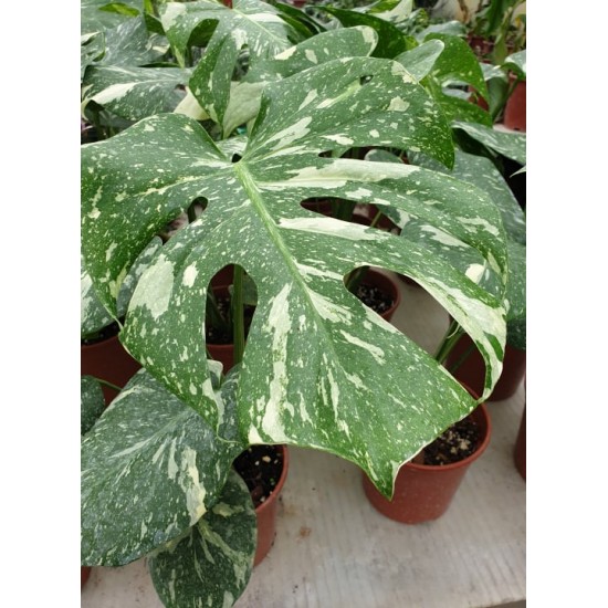Монстера вариегата -  Variegated Monstera- Deliciosa Thai constellation