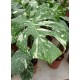 Монстера вариегата -  Variegated Monstera- Deliciosa Thai constellation
