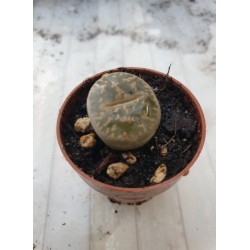 Живи камъчета Литопс (Lithops) PR6055