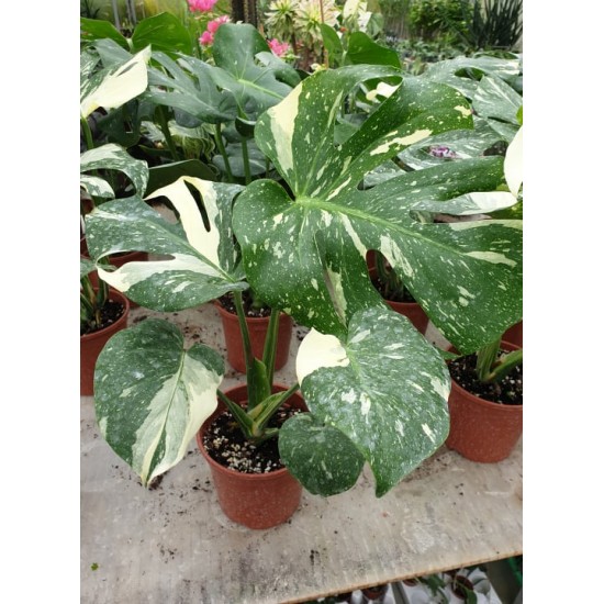 Монстера вариегата -  Variegated Monstera- Deliciosa Thai constellation