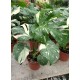 Монстера вариегата -  Variegated Monstera- Deliciosa Thai constellation