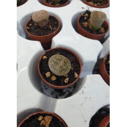Живи камъчета Литопс (Lithops) PR6055
