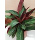 Stromanthe