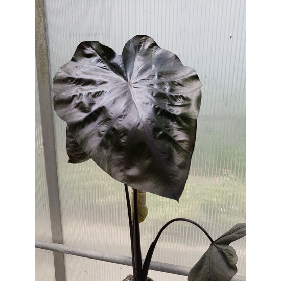 Alocasia