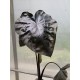 Alocasia