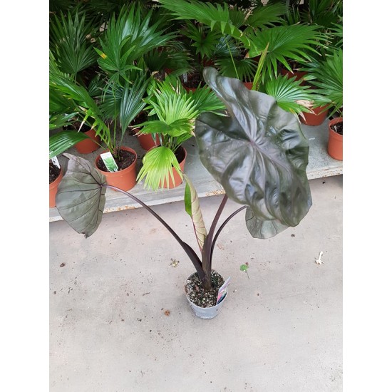 Alocasia