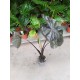 Alocasia