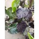 Alocasia