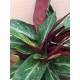 Stromanthe
