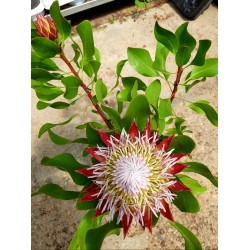 Protea