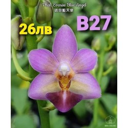 Phal. Evarise Blue Angel Phal. Evarise Blue Angel