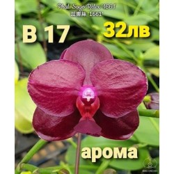 Phal. Sogo Relex '1661' Phal. Sogo Relex '1661'