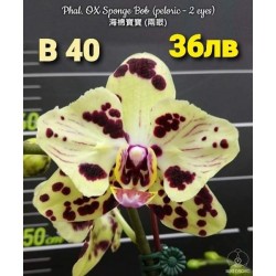 Phal. OX Sponge Bob (peloric - 2 eyes) Phal. OX Sponge Bob (peloric - 2 eyes)