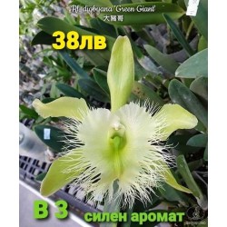 Rl. digbyana 'Green Giant' 
