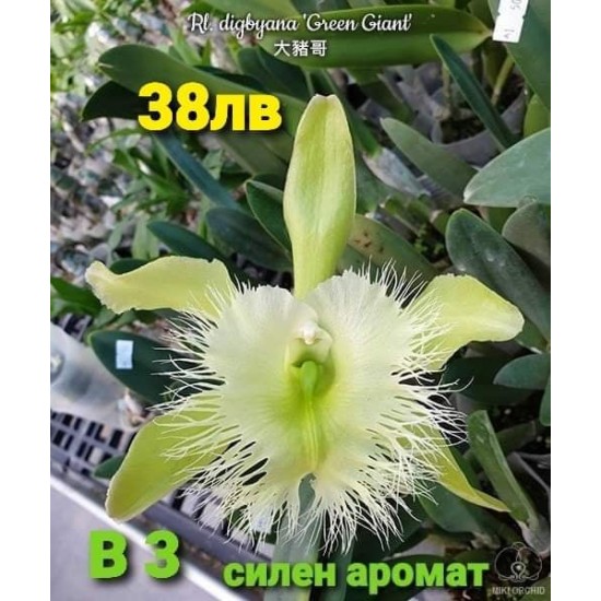 Rl. digbyana 'Green Giant'